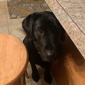 Meet your Posher, Hattie